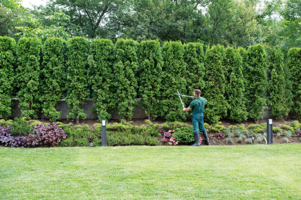 Reliable Paoli, IN Tree Removal Solutions