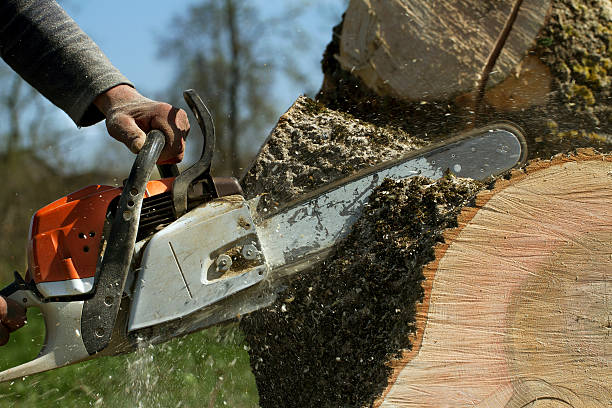 How Our Tree Care Process Works  in  Paoli, IN